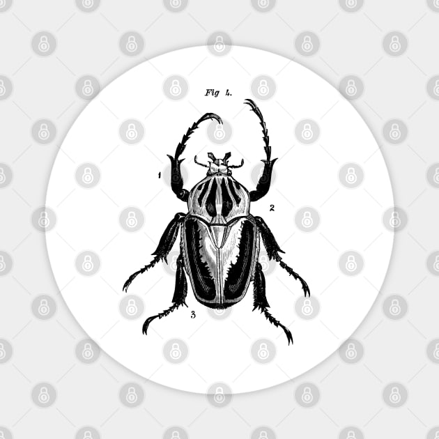 Beetle Fig 4. Magnet by LadyMorgan